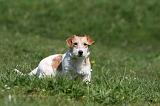 JACK RUSSEL 129